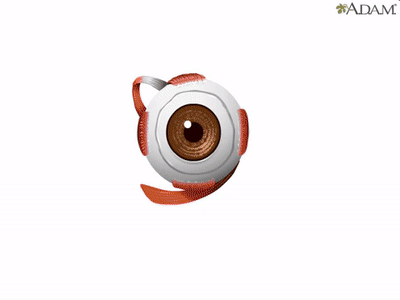 How the Eye Works Animation - How Do We See Video - Nearsighted &  Farsighted Human Eye Anatomy on Make a GIF