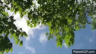 18 Minutes of Wind Blowing through Trees on Make a GIF