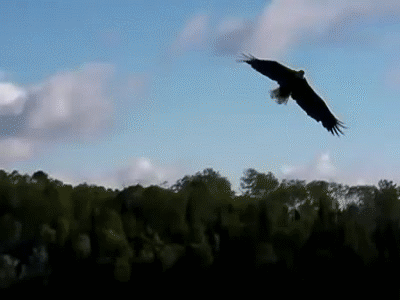 Image result for gifs of eagles flying