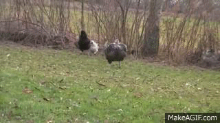 running turkey gif
