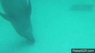 Dolphin Using Water Flow to Manipulate Object on Make a GIF
