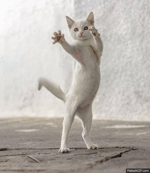 Funny Dancing Cat Gif