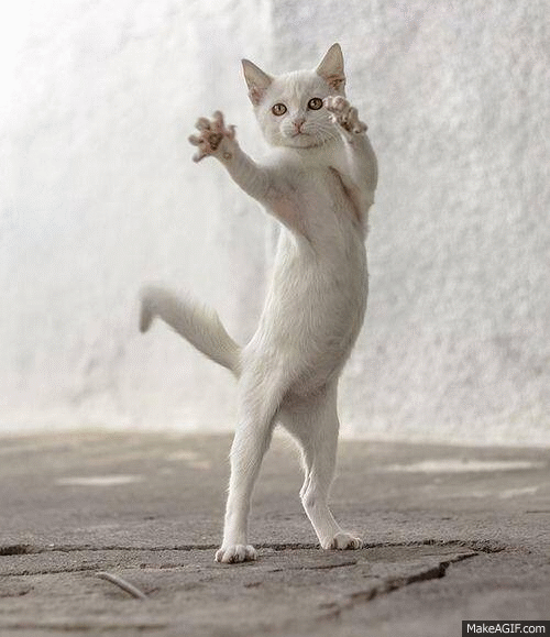 Dancing Cat Waiting Screen