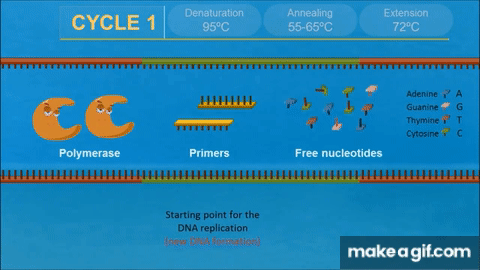 M cycle