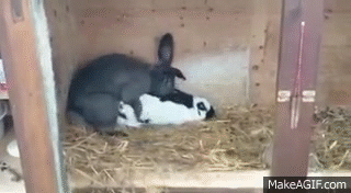 Image result for quickie gif