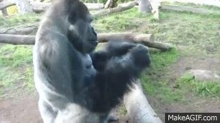 4RqTFA.gif