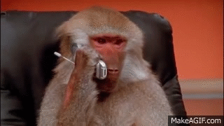 monkey and phone FUNNY VIDEOS 2015 on Make a GIF