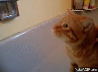 Official Video: Cat Bath Freak Out -Tigger the cat says 'NO!' to bath ...