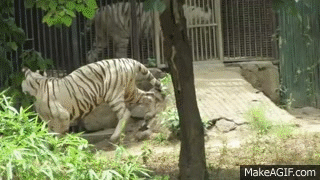 the biggest white tiger in the world