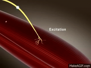 Muscle Contraction Part 2: Excitation-Contraction Coupling on Make a GIF