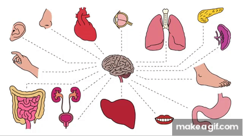 How Do Pain Relievers Work George Zaidan On Make A Gif How Do Pain Relievers Work George Zaidan On Make A Gif