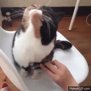 Top 200 Highlights of Animals - VERY FUNNY ANIMALS on Make a GIF