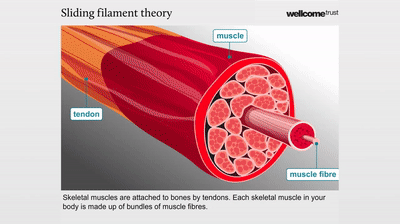 animation of muscle contraction sliding filament theory