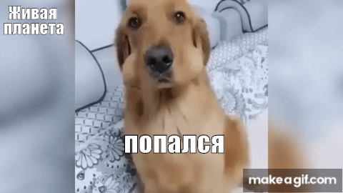 Приколы С Котами,Котятами И Другими Животными #19 Jokes With Cats.