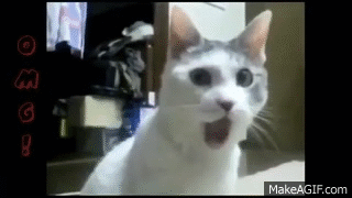 Best Funny Cats Fails Compilation  Funny Cat Videos 2014 animated gif