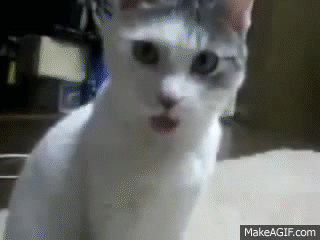 beautiful cat with surprised face on Make a GIF