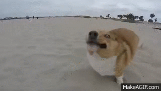 Dogs Who Fail At Being Dogs on Make a GIF