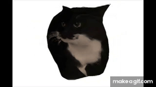 Spinning Cat GIF, Maxwell the Cat / Spinning Cat