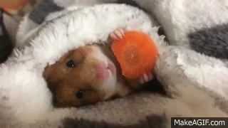 https://i.makeagif.com/media/11-25-2015/Gzyucc.gif