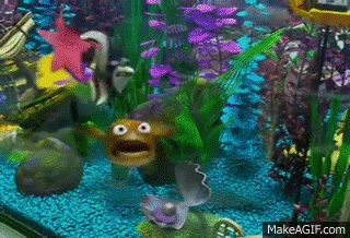 fish tank movie gif
