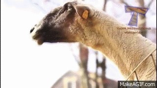 Animals making funny sounds and noises - Funny animal compilation on Make a  GIF