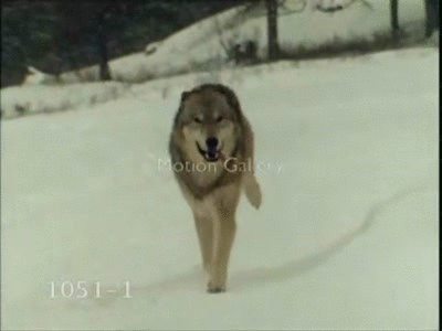 wolves running gif