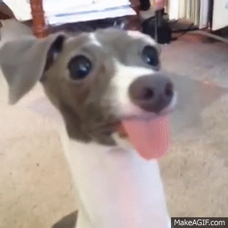 dog tongue gif