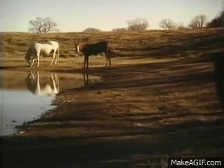 Male Lion Hunting Gif Male Lion Hunting Gif