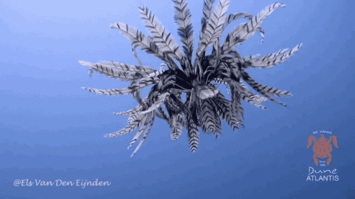xoS56N.gif
