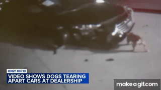 Dogs seen tearing apart dealership's cars, causing up to $350K damage