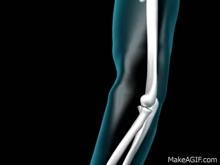 Elbow Joint - 3D Medical Animation || ABP © on Make a GIF