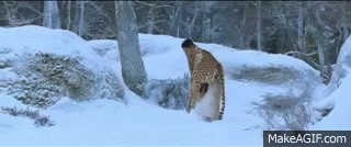 https://i.makeagif.com/media/11-27-2015/iySqlb.gif