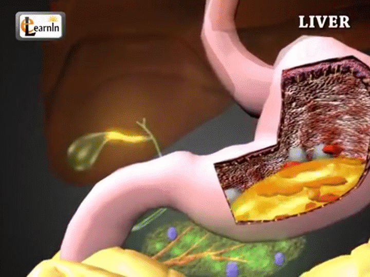 Anatomía y función del hígado | Vídeo de animación 3D de anatomía y fisiología humana | eLearnin y Crea un GIF