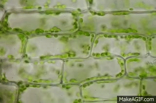 Image result for chloroplast gifs