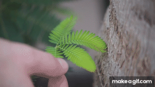 moving plant gif