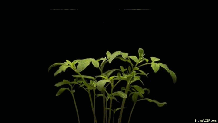 Image result for leaf growing gif