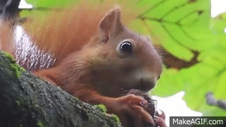 Eichhörnchen knackt eine Nuss und isst sie auf on Make a GIF