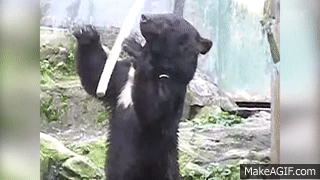 It's a Jungle Out There!: Wild Animal Fails (November 2017) | FailArmy on Make a GIF It's a Jungle Out There!: Wild Animal Fails (November 2017) | FailArmy on Make a GIF