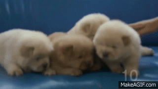 The Best Dog Gifs of all Time -  Blog