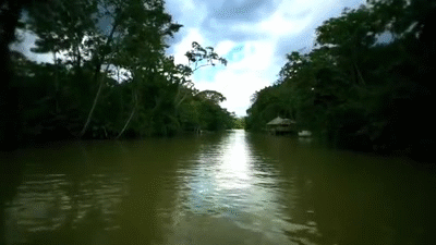 Dji The Life Of Amazon Rain Forest On Make A Gif
