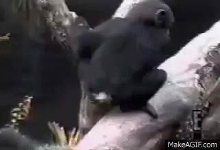 K3SvFp.gif