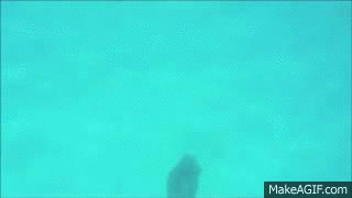 Human Dolphin on Make a GIF