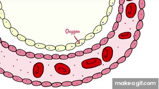 alveoli gas exchange