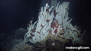 giant tube worms on Make a GIF