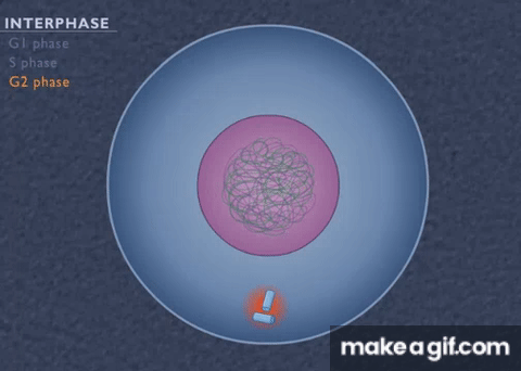 Cell Multiplying Process Gif Animation How the Cell Cycle Works on Make a GIF