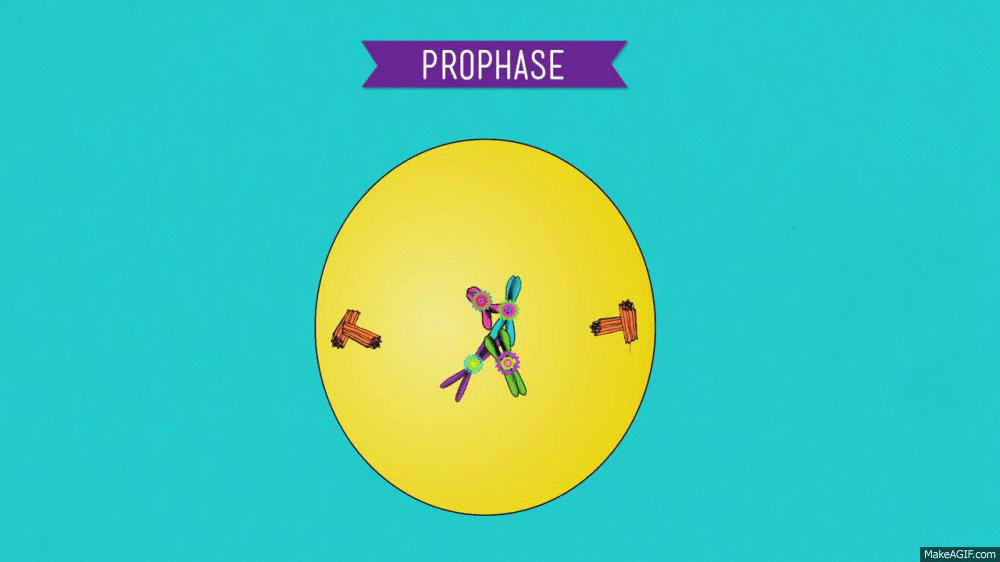 Prophase 2 On Make A GIF prophase-2-on-make-a-gif