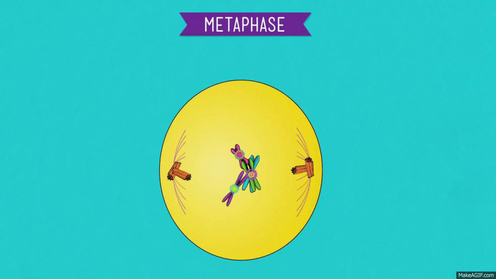 Metaphase on Make a GIF