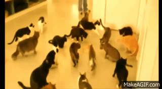 Scared Cats Compilation 2014 part 1 on Make a GIF