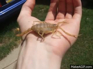 Image result for scorpion stinging gif