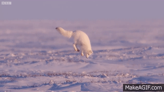 Young Fox Hunting In The Snow - Life Story - BBC on Make a GIF